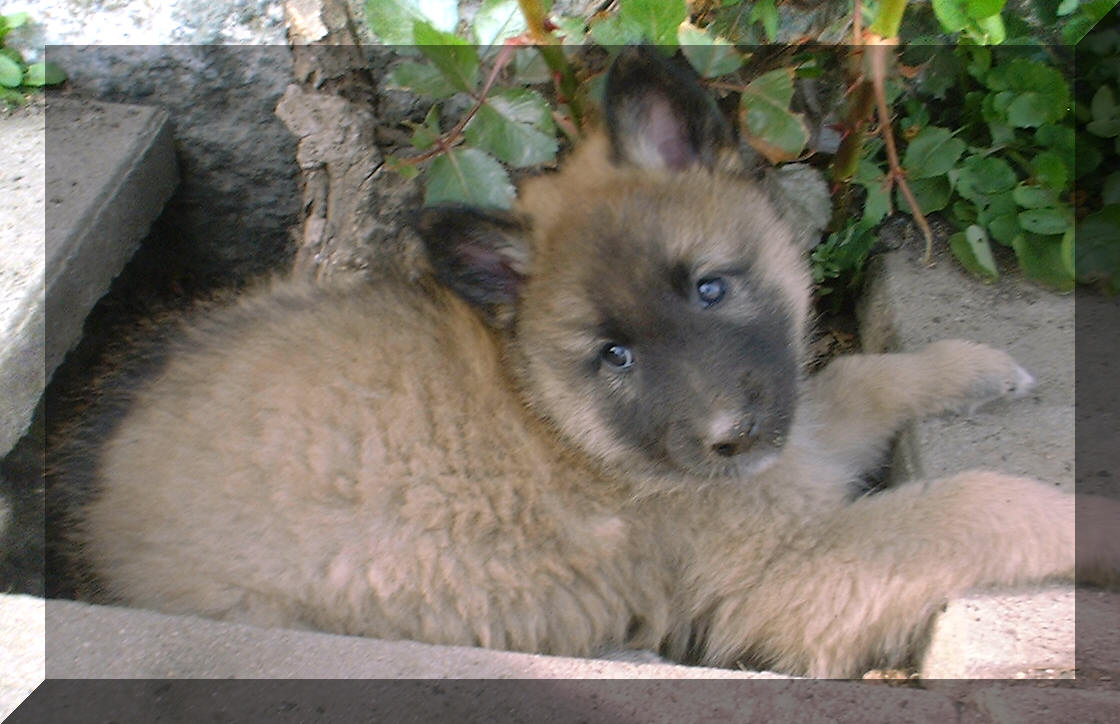 Leia 5 veckor gammal/Leia 5 weeks old