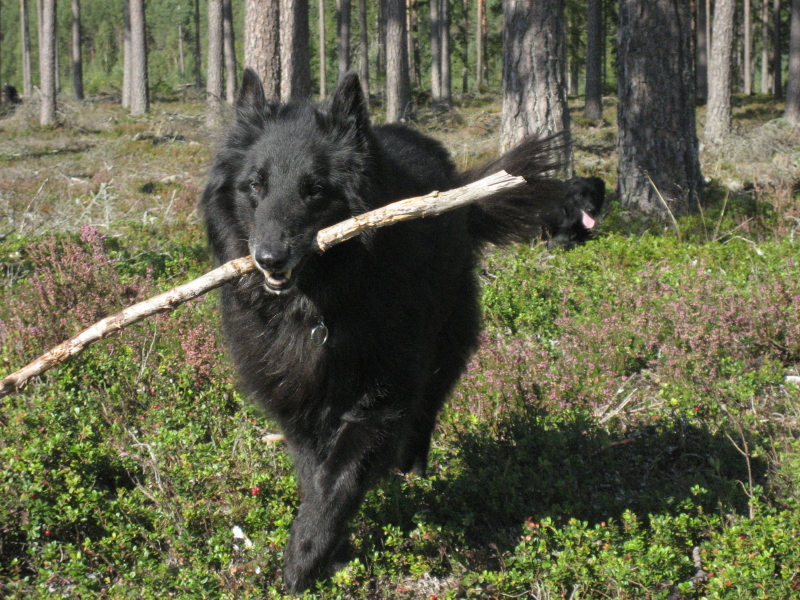 Kevin 13,5 r gammal i lingonskogen i september 2009 fotograf Evy, gare till Kevin