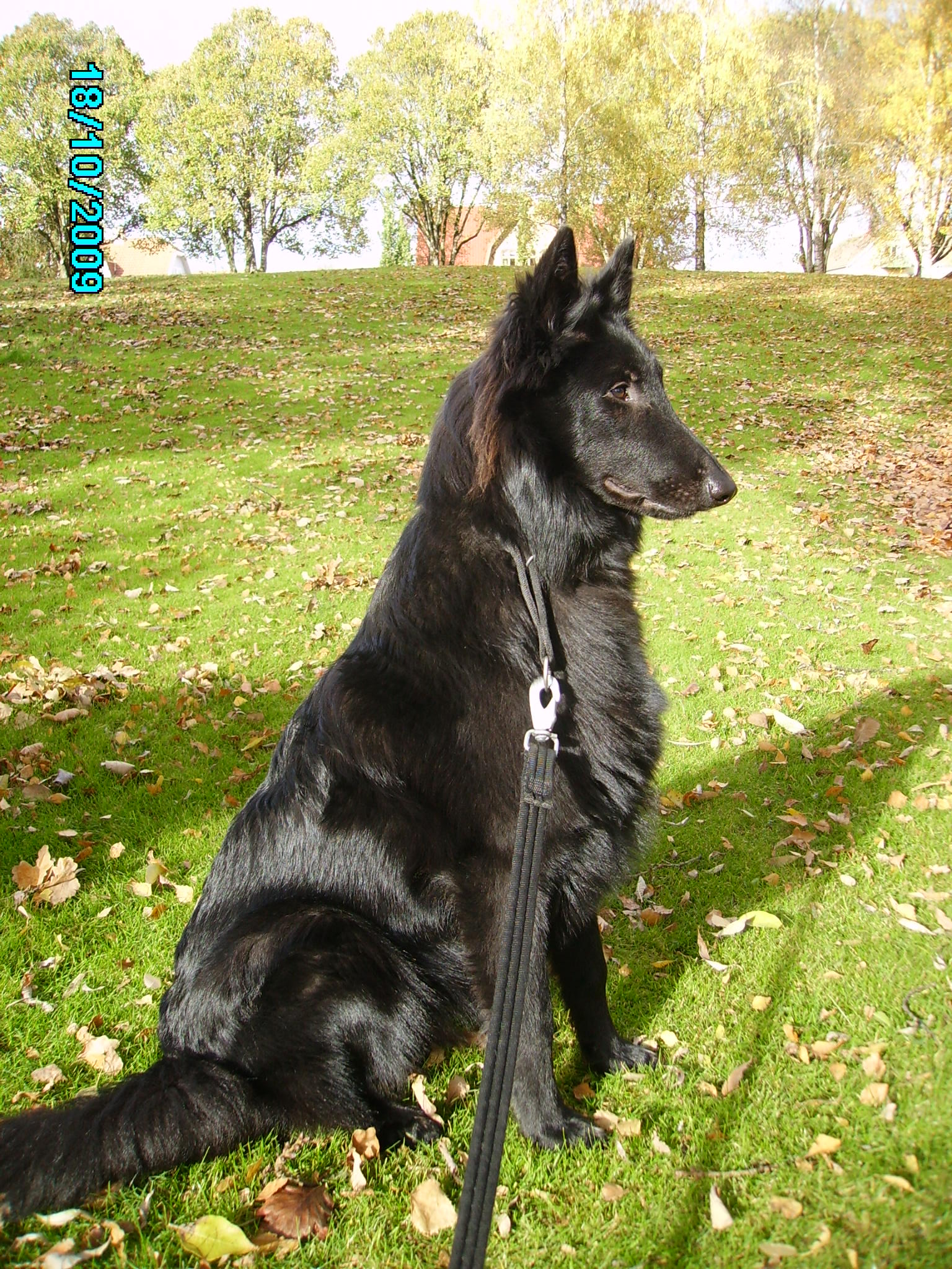 Ziggy 7 months old photograph Annika