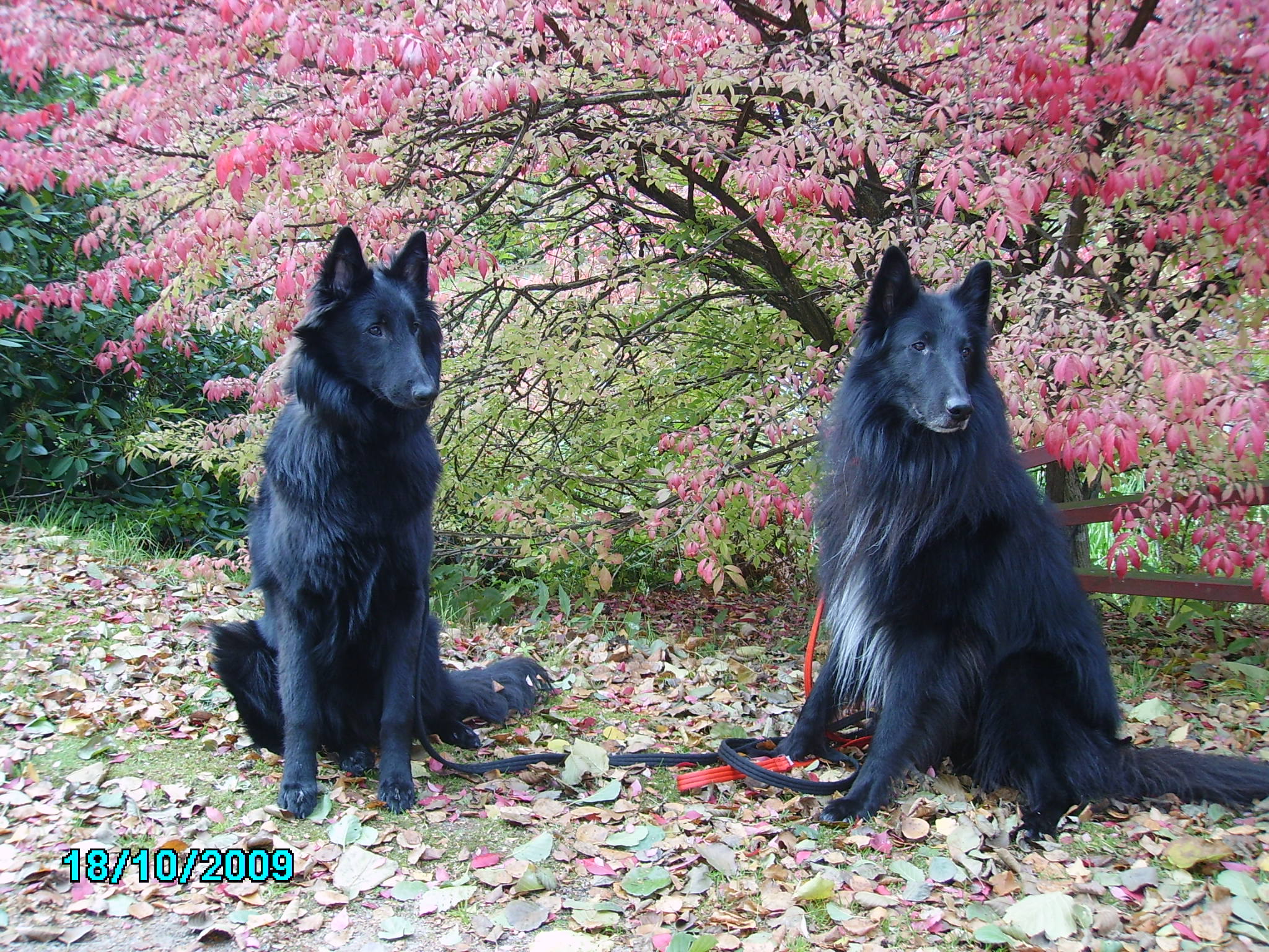 Widholmens Ziggy Stardust med sin sambo och ldre kompis Widholmens Mr Bojangles... photograph Annika owner of both dogs