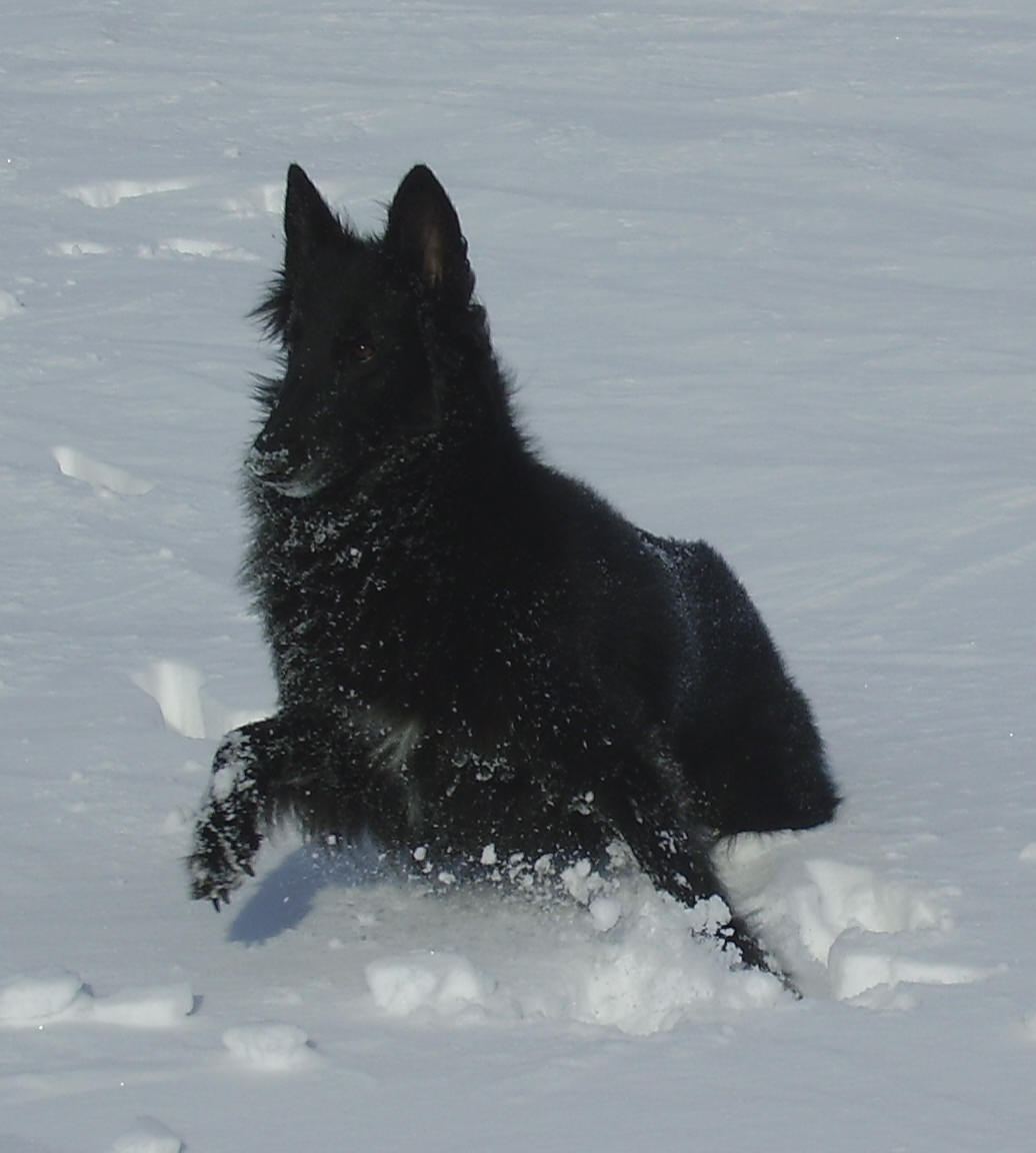 Gremlin 9 years  playing in the snow march-05