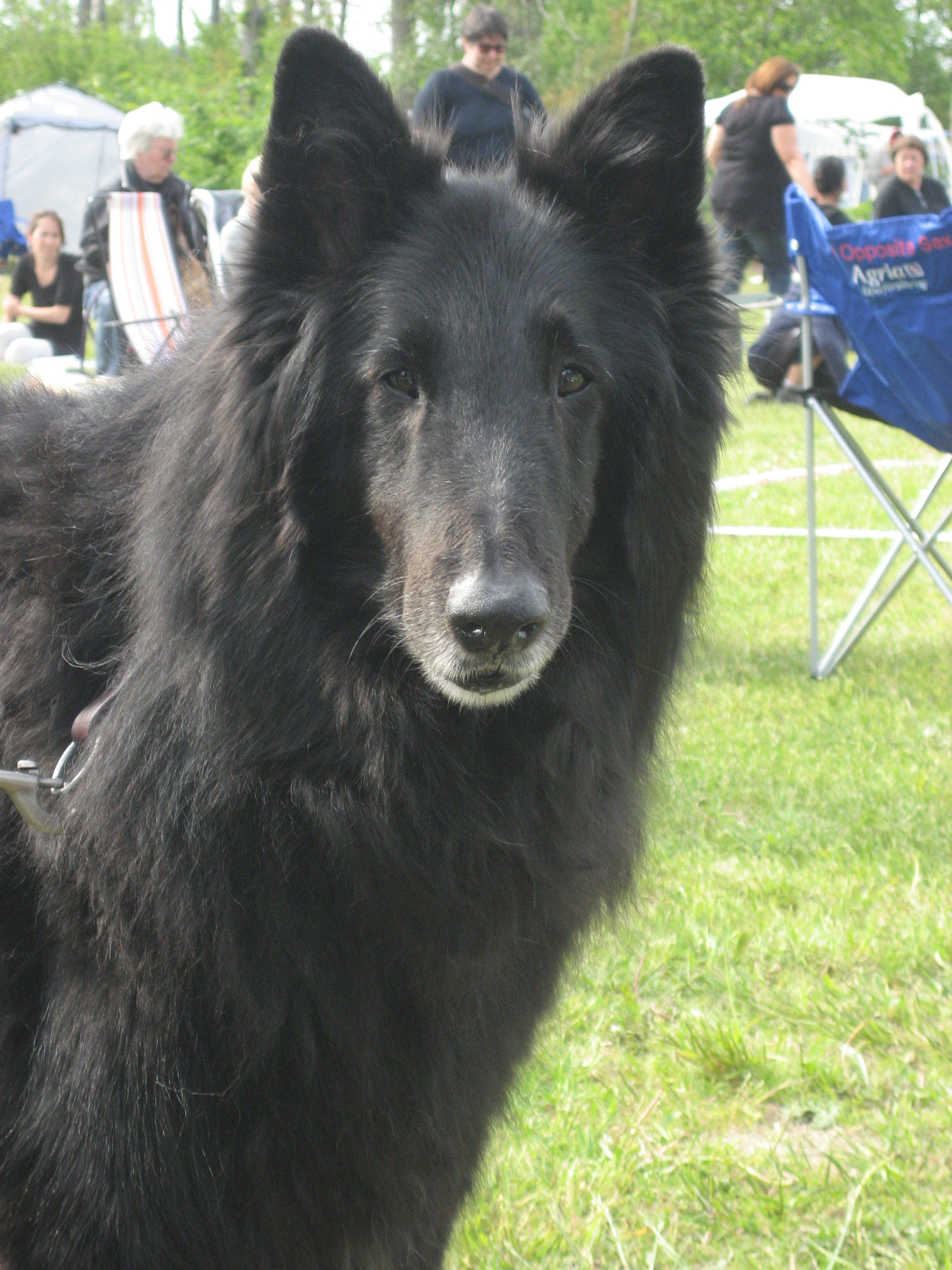 The old beuty Kingsley in may 2009 13,2 years old photograph EvaMarie. He is a whole brother to our Gremlin and unkel to our Lillan...