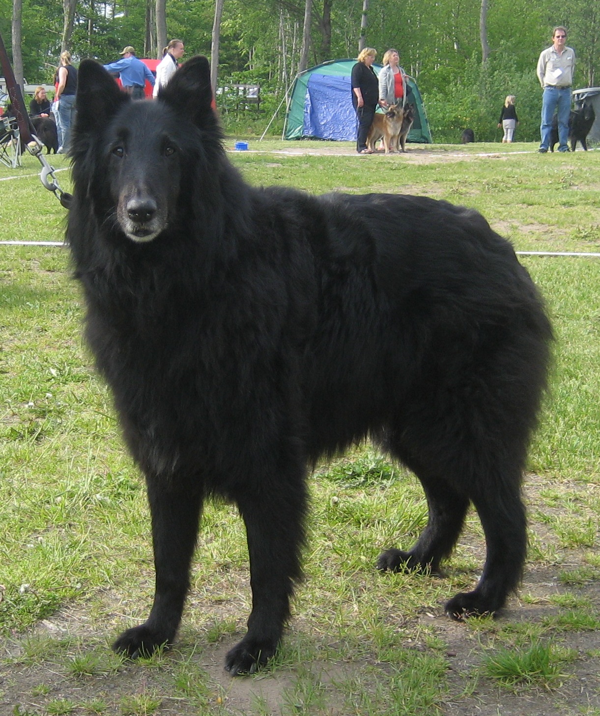 Kingsley a calm old lad....13,2 years old...photograph EvaMarie 