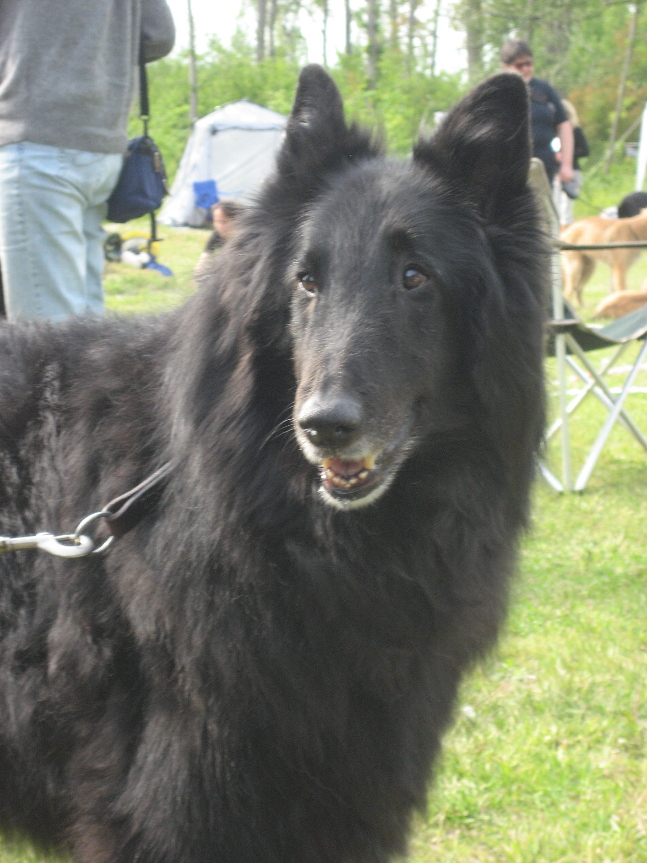 Kingsley...the whole brother to our Gremlin and unkel to our Lillan...photograph EvaMarie may 2009