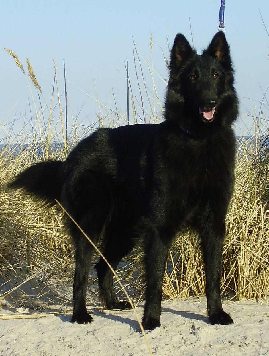 Widholmens Little Star on the beach in the late 2005