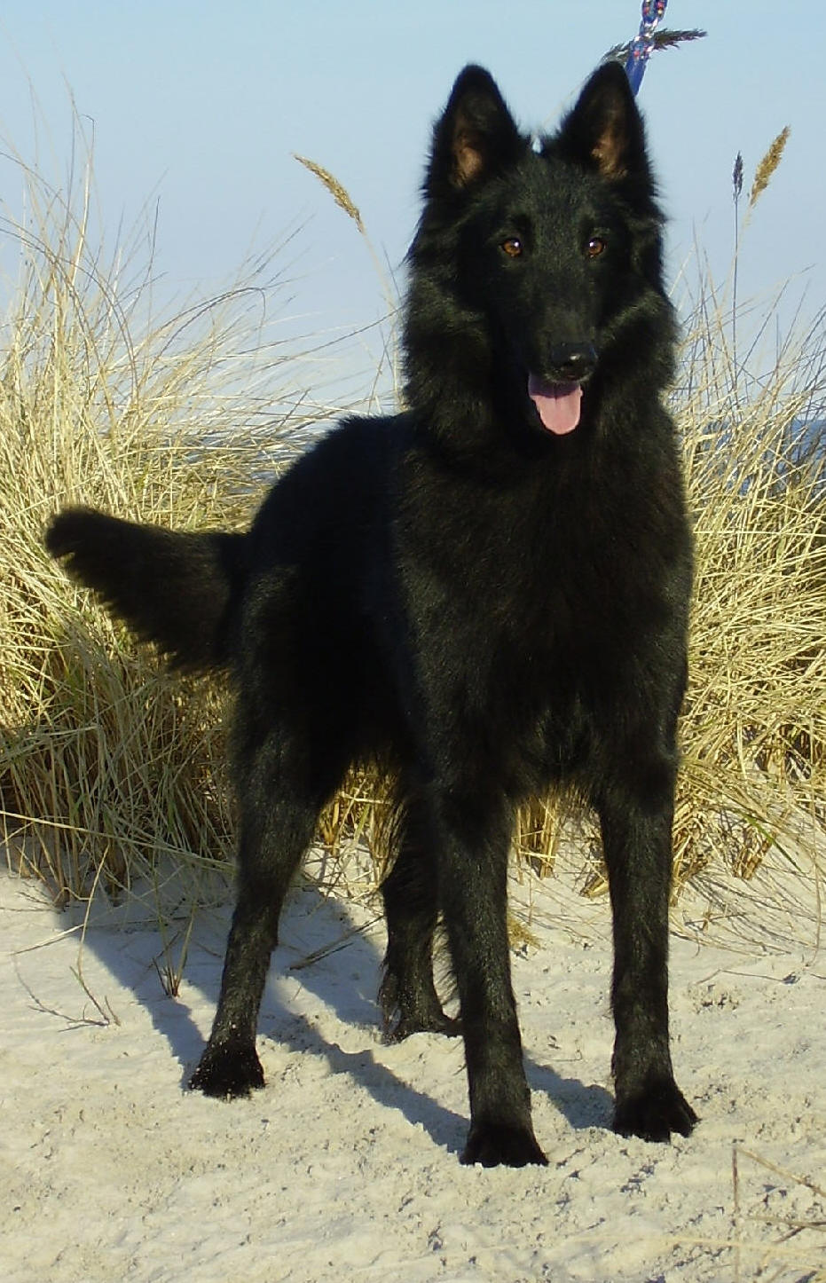 Widholmens Little Star on the beach in the late march 2005