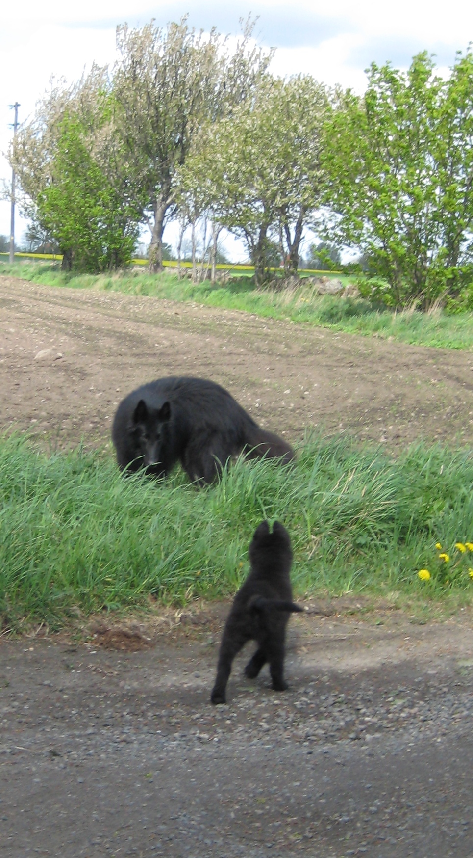 Widholmens Mr Bojangles and his new little friend Widholmens Ziggy Stardust the day for moving away from mum and us...photograph Emw