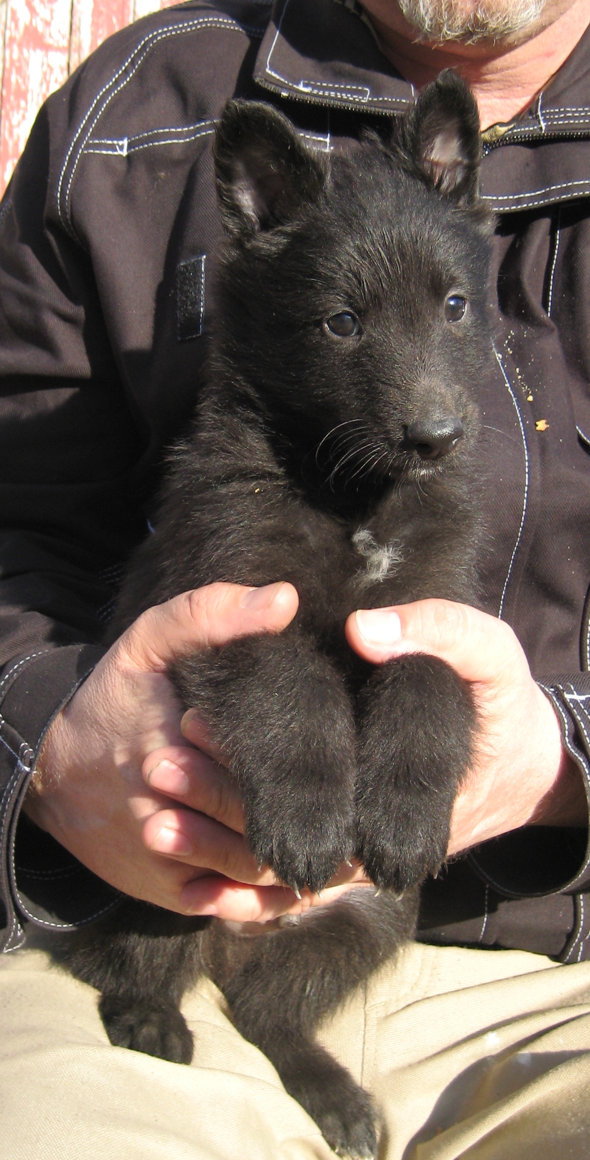 Tim 5 veckor gammal. Tim 5 weeks old. Photograph EMW