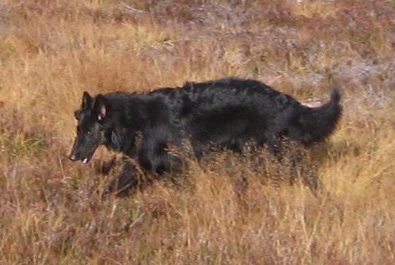 Widholmens Little Queenie photograph & owner Family Henriksson