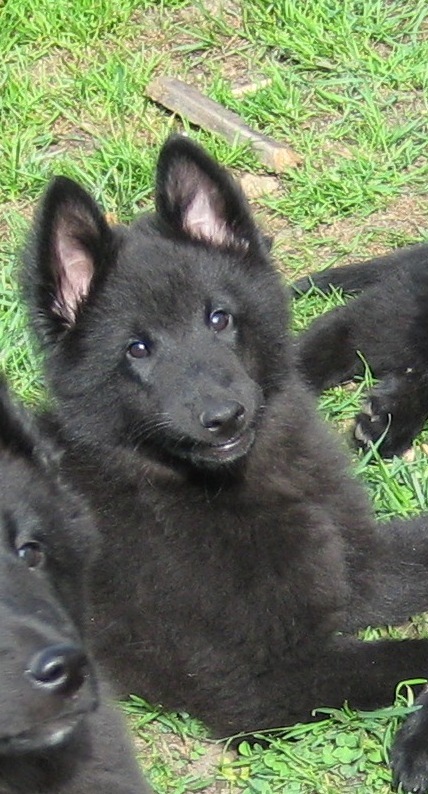 Sir Love A Lot 10 weeks old / 10 veckor gammal fotograf EMW