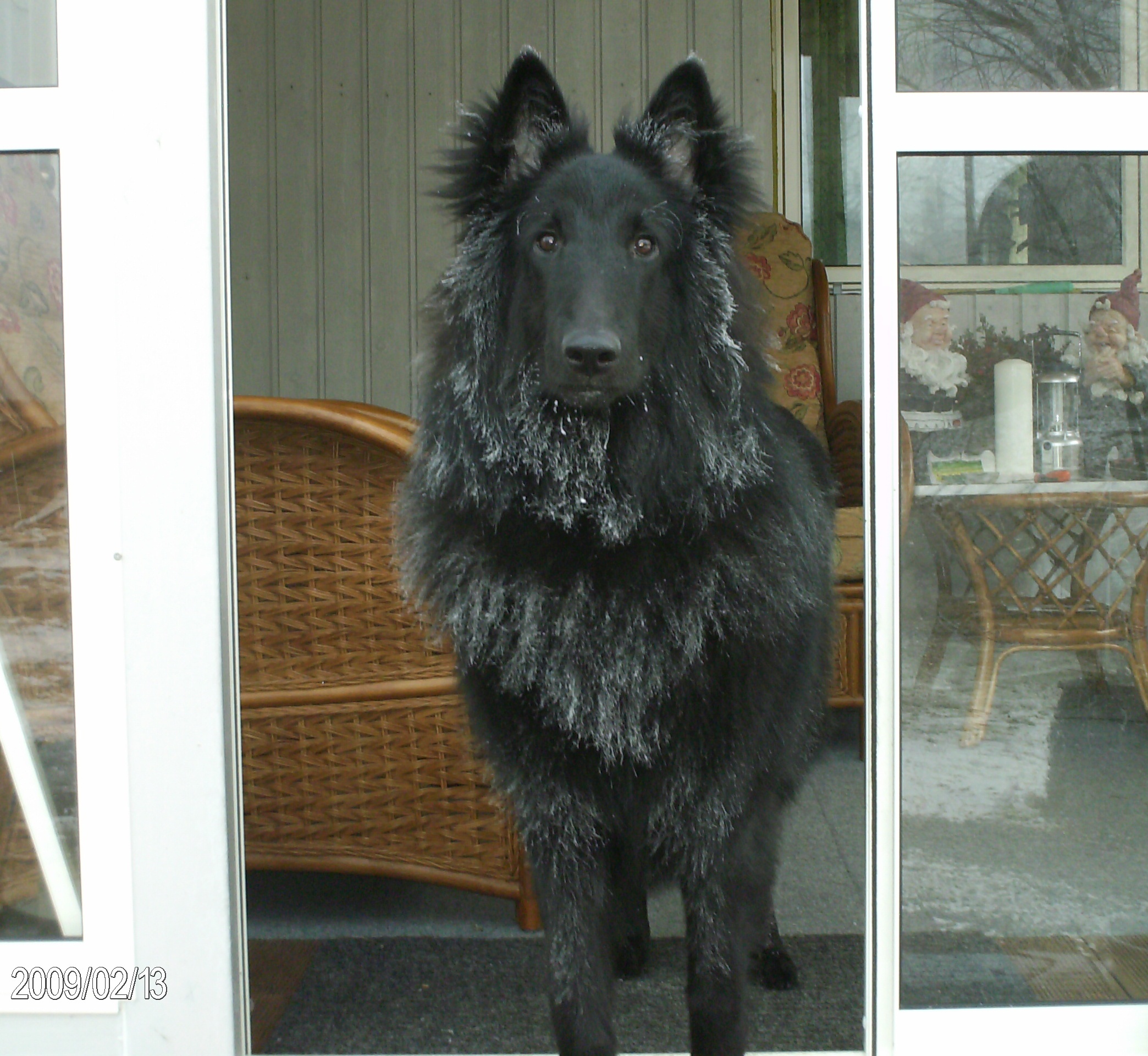 Sir Love A Lot 8 mnader gammal / 8 months old Fotograf Georg och Elisabeth (garna av Sir Love A Lot)