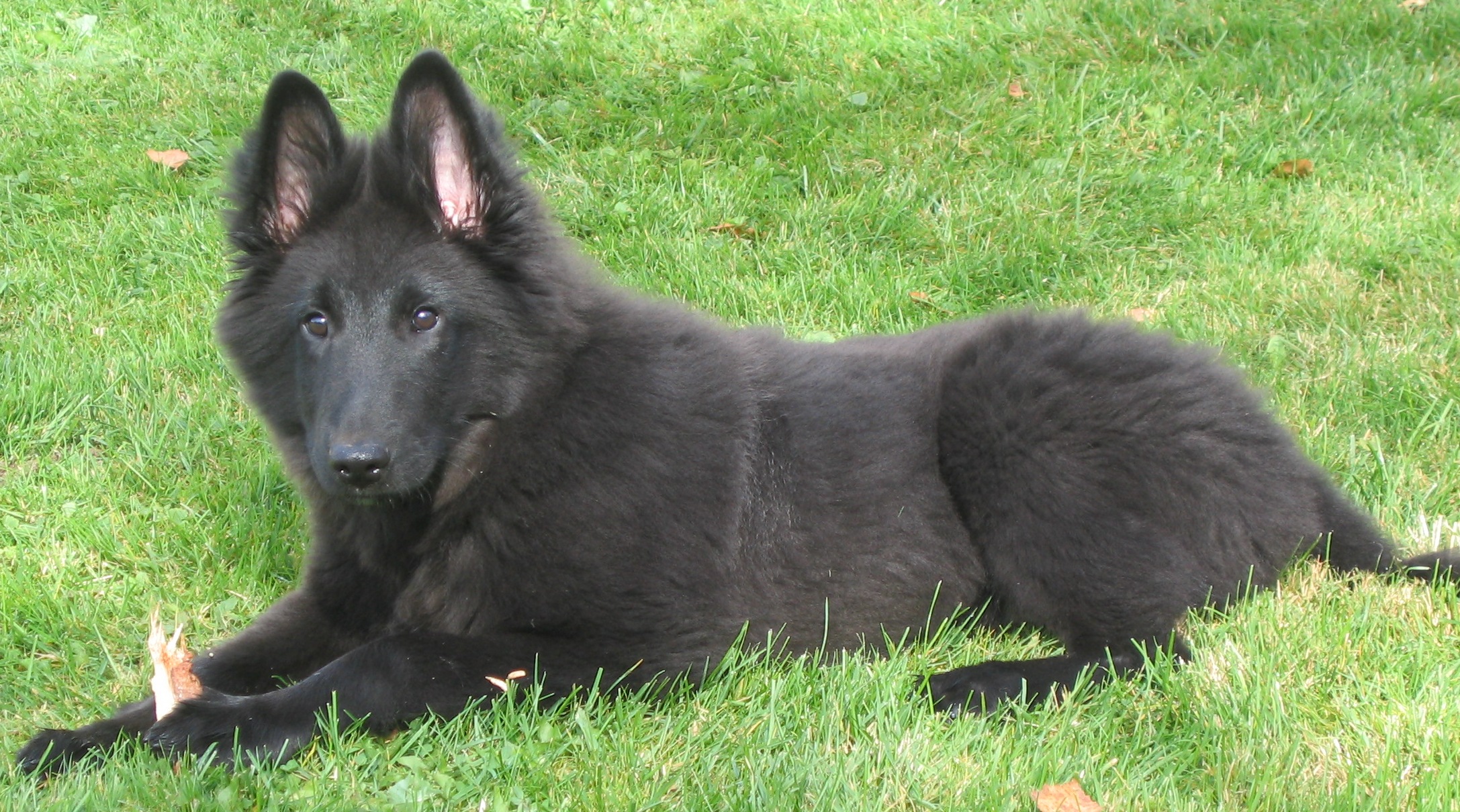 Winston, fotograf av samtliga fotografier p sidan r CEGE (garen)