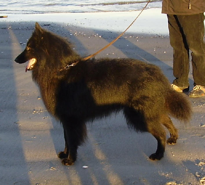 Zancho on a walk on the beach 28/3-2005